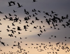 Sandhill-cranes-at-sunset_2716-500x386