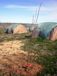 new apple tree; honeycrisp, 2012