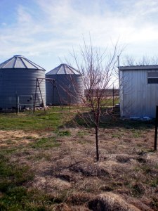 one of last year's fruit trees
