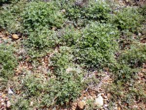 bluebonets at Mountain Pasture