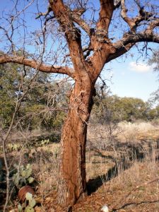 dead tree from Texas drought-Mountain Pasture