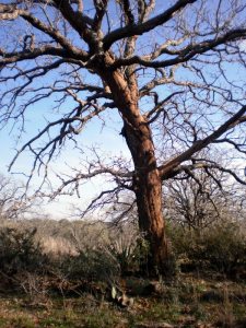 another dead oak tree from Texas drought