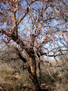 Texas drought takes it toll on the Mountain Pasture