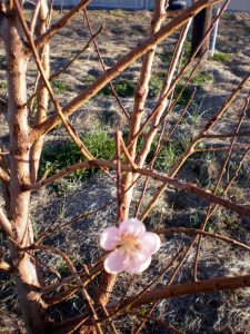 February peach blossom