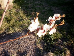 apricot blooms