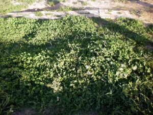 clover can grow when no horses are around!